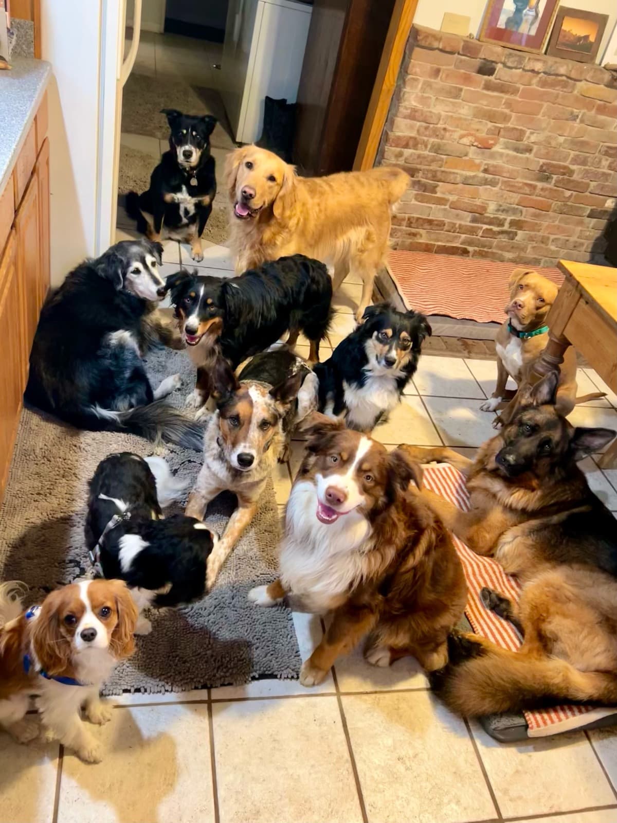 Pink Pony Ranch — dogs, ponies and guests